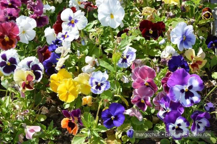 Цветочное море Москвы — Туризм и путешествия: фотоотчеты из поездок