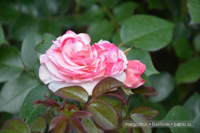 Цветочное море Москвы — Туризм и путешествия: фотоотчеты из поездок