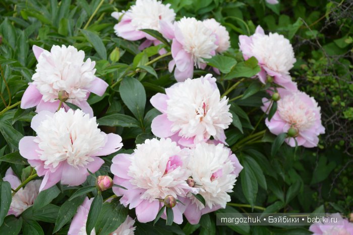 Цветочное море Москвы — Туризм и путешествия: фотоотчеты из поездок