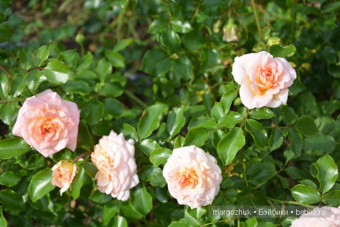 Цветочное море Москвы — Туризм и путешествия: фотоотчеты из поездок