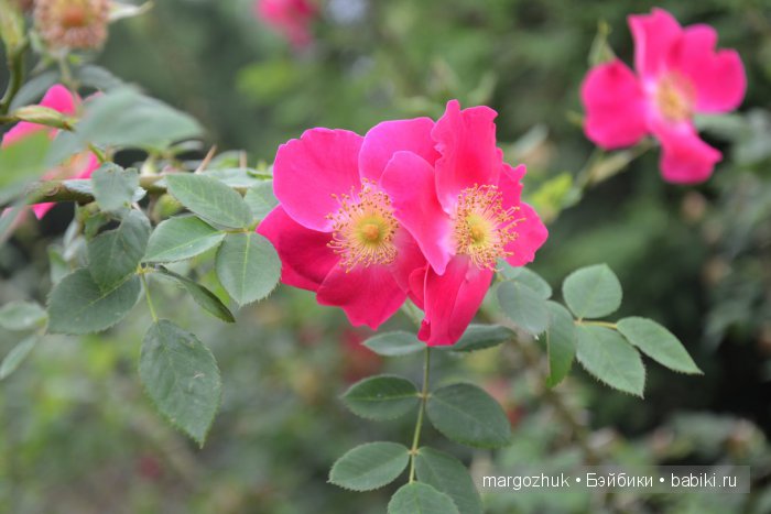 Цветочное море Москвы — Туризм и путешествия: фотоотчеты из поездок