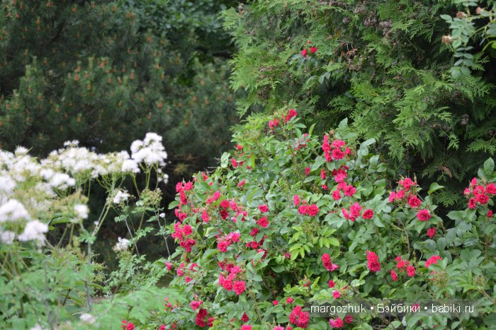 Цветочное море Москвы — Туризм и путешествия: фотоотчеты из поездок