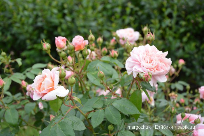 Цветочное море Москвы — Туризм и путешествия: фотоотчеты из поездок