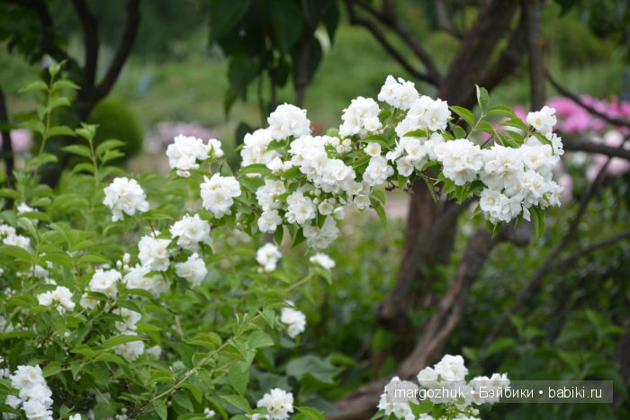 Цветочное море Москвы — Туризм и путешествия: фотоотчеты из поездок