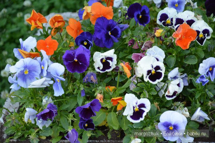 Цветочное море Москвы — Туризм и путешествия: фотоотчеты из поездок