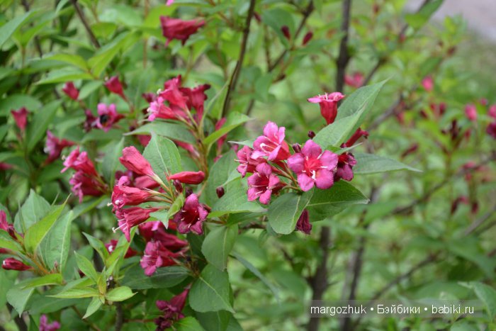 Цветочное море Москвы — Туризм и путешествия: фотоотчеты из поездок