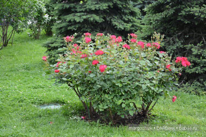 Цветочное море Москвы — Туризм и путешествия: фотоотчеты из поездок (фото 2)