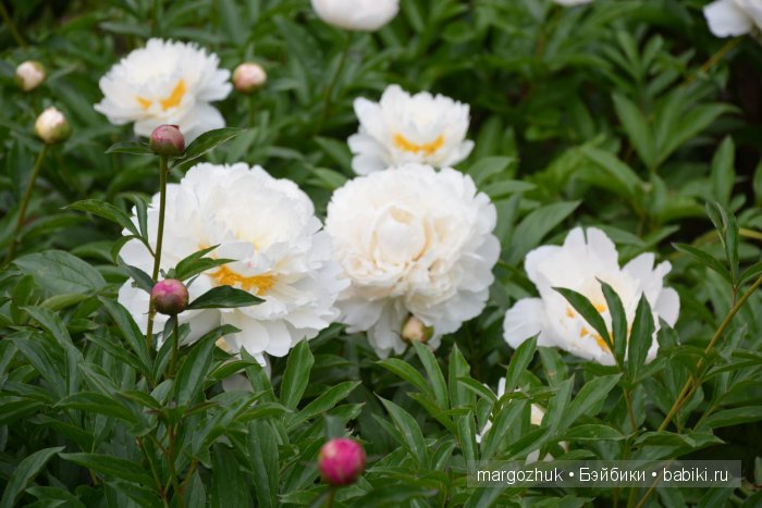 Цветочное море Москвы — Туризм и путешествия: фотоотчеты из поездок