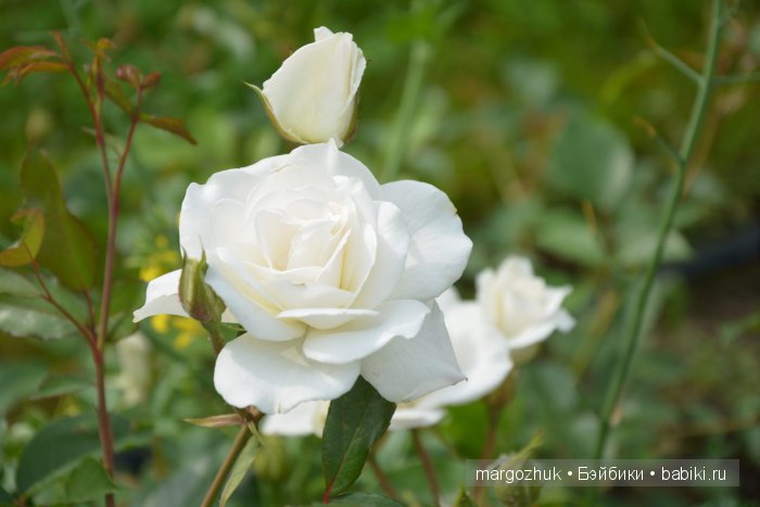 Цветочное море Москвы — Туризм и путешествия: фотоотчеты из поездок