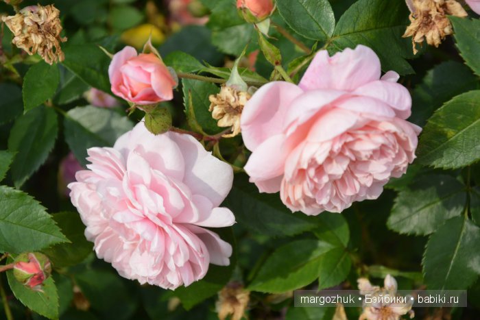 Цветочное море Москвы — Туризм и путешествия: фотоотчеты из поездок