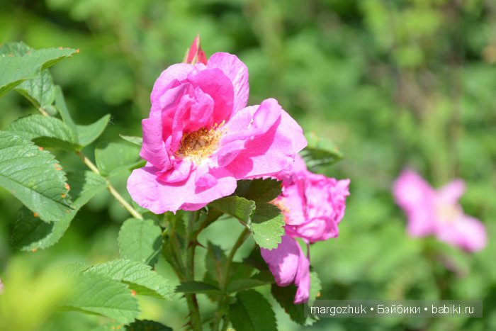 Цветочное море Москвы — Туризм и путешествия: фотоотчеты из поездок