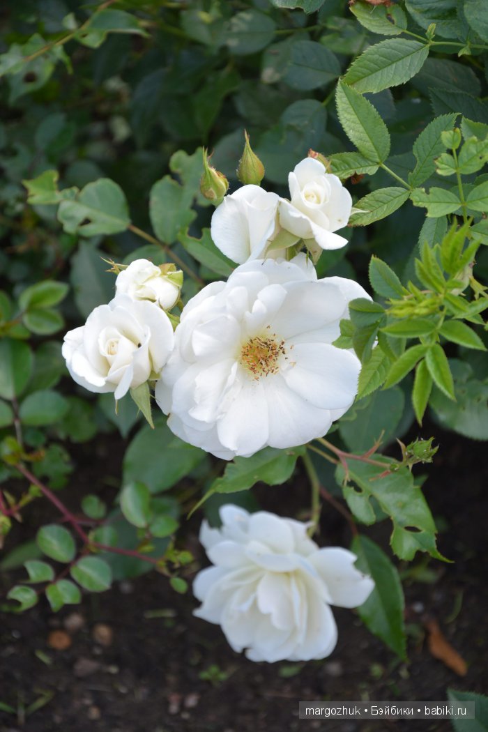 Цветочное море Москвы — Туризм и путешествия: фотоотчеты из поездок