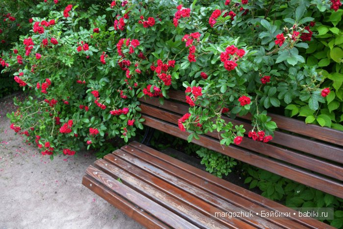 Цветочное море Москвы — Туризм и путешествия: фотоотчеты из поездок