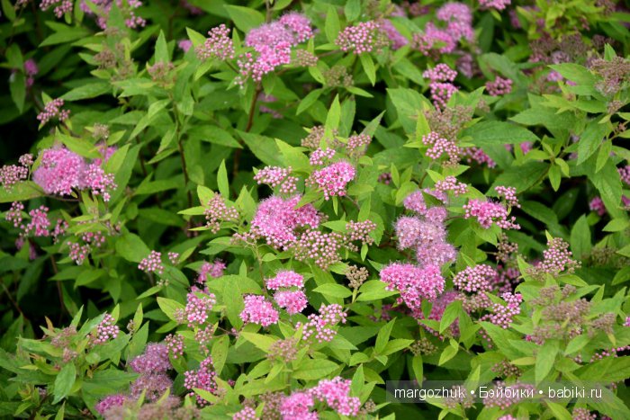 Цветочное море Москвы — Туризм и путешествия: фотоотчеты из поездок (фото 8)