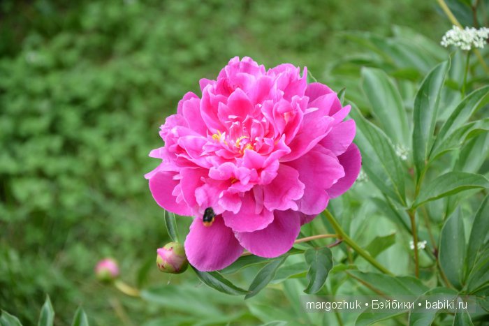 Цветочное море Москвы — Туризм и путешествия: фотоотчеты из поездок