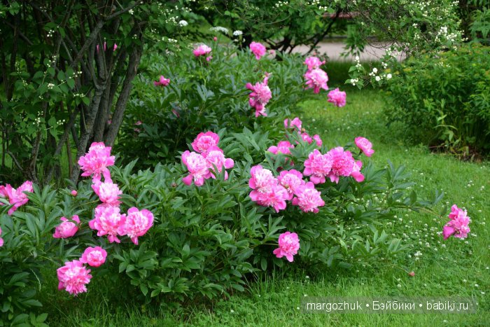 Цветочное море Москвы — Туризм и путешествия: фотоотчеты из поездок