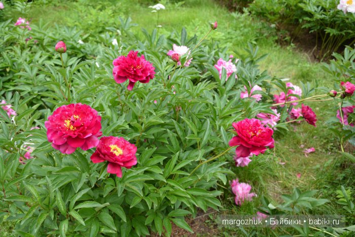 Цветочное море Москвы — Туризм и путешествия: фотоотчеты из поездок