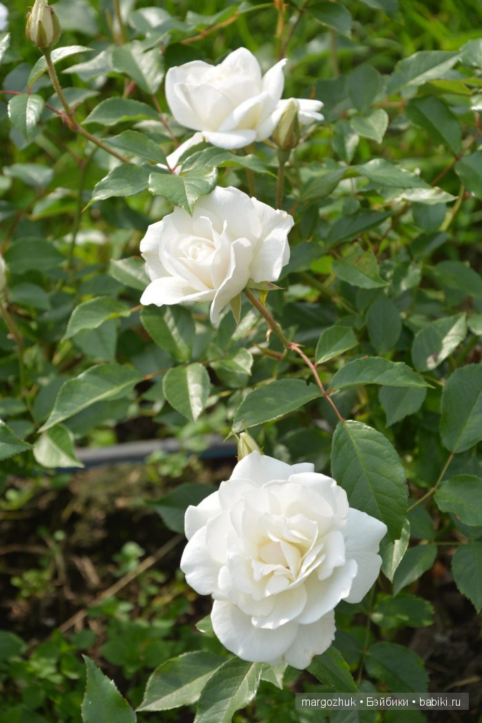 Цветочное море Москвы — Туризм и путешествия: фотоотчеты из поездок