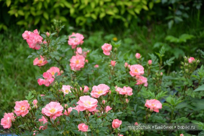 Цветочное море Москвы — Туризм и путешествия: фотоотчеты из поездок