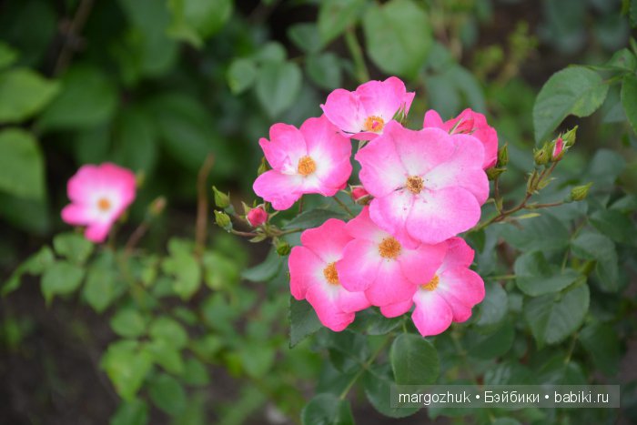 Цветочное море Москвы — Туризм и путешествия: фотоотчеты из поездок