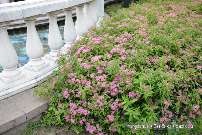 Цветочное море Москвы — Туризм и путешествия: фотоотчеты из поездок (фото 5)
