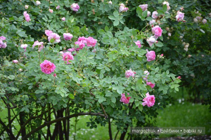 Цветочное море Москвы — Туризм и путешествия: фотоотчеты из поездок (фото 10)