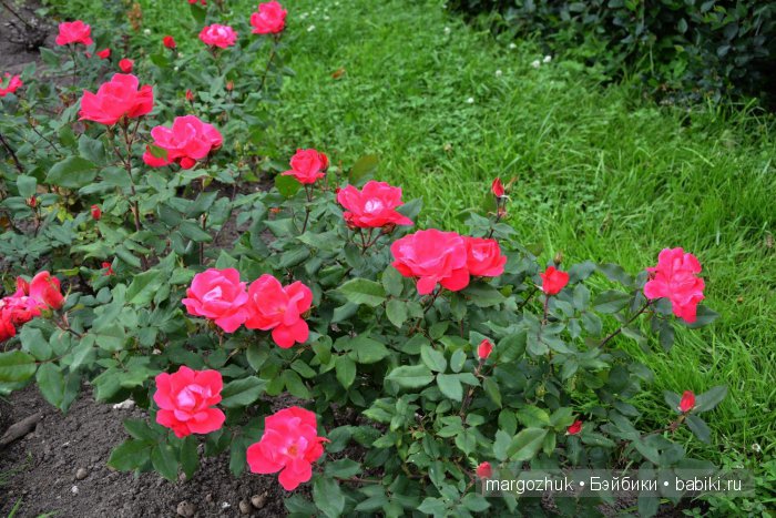 Цветочное море Москвы — Туризм и путешествия: фотоотчеты из поездок