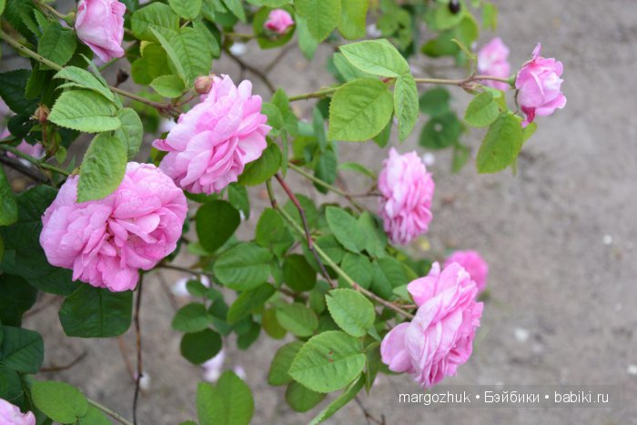 Цветочное море Москвы — Туризм и путешествия: фотоотчеты из поездок
