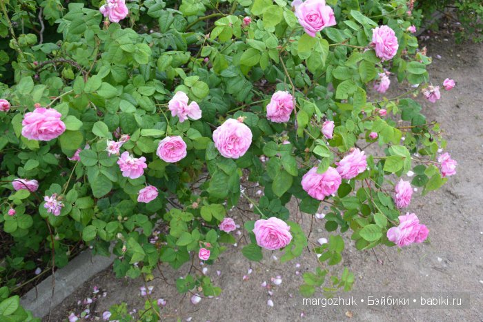 Цветочное море Москвы — Туризм и путешествия: фотоотчеты из поездок