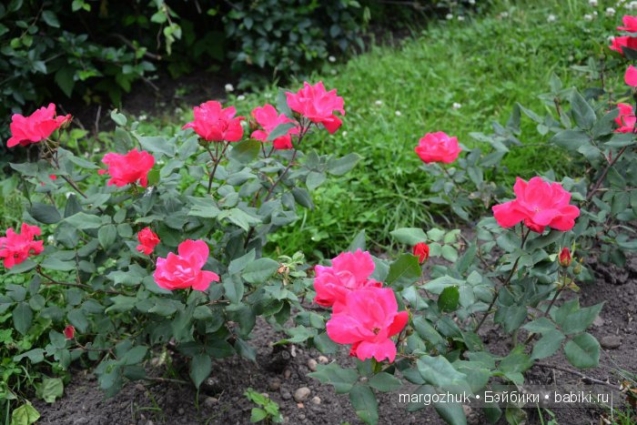 Цветочное море Москвы — Туризм и путешествия: фотоотчеты из поездок