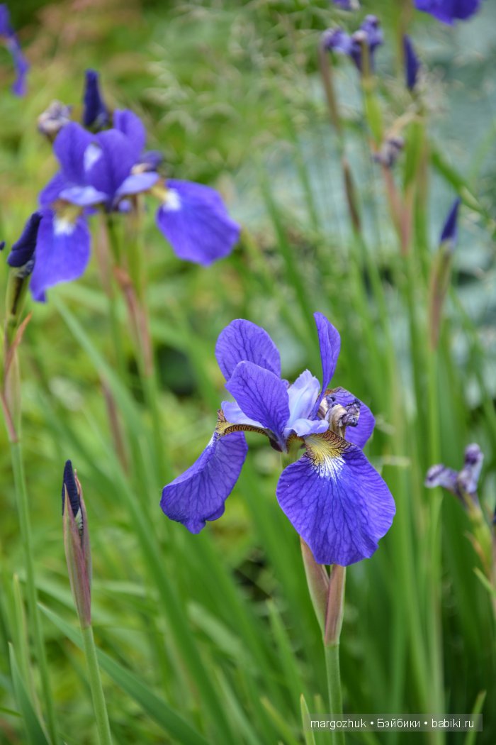 Цветочное море Москвы — Туризм и путешествия: фотоотчеты из поездок