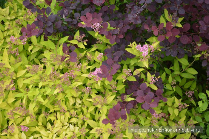 Цветочное море Москвы — Туризм и путешествия: фотоотчеты из поездок