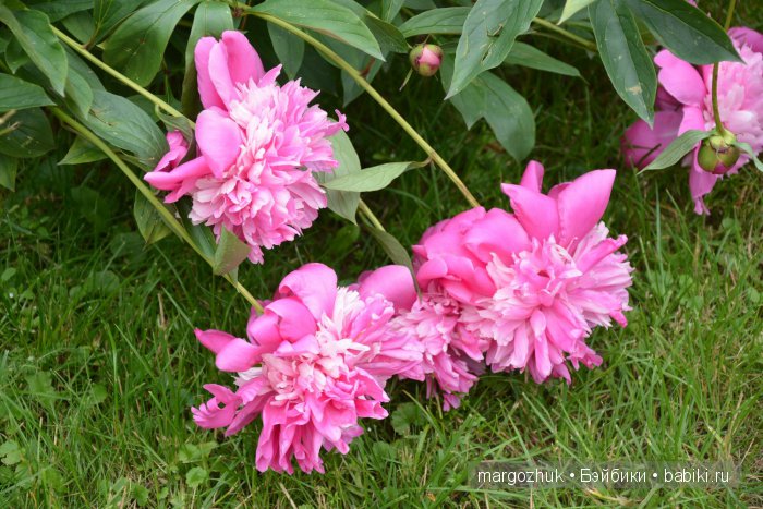 Цветочное море Москвы — Туризм и путешествия: фотоотчеты из поездок