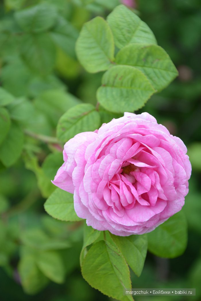 Цветочное море Москвы — Туризм и путешествия: фотоотчеты из поездок