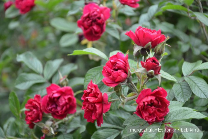 Цветочное море Москвы — Туризм и путешествия: фотоотчеты из поездок