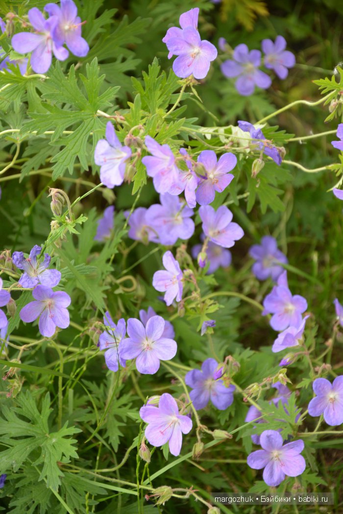 Цветочное море Москвы — Туризм и путешествия: фотоотчеты из поездок