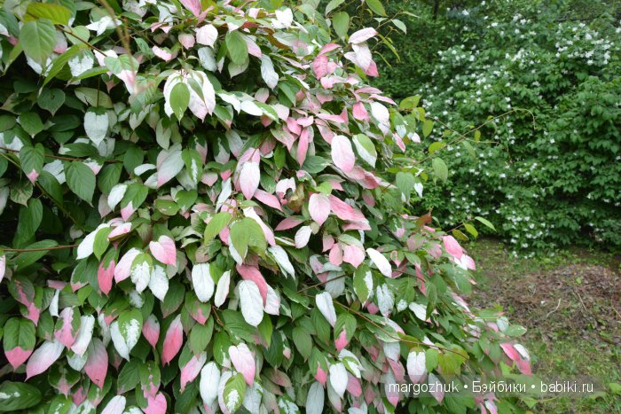 Цветочное море Москвы — Туризм и путешествия: фотоотчеты из поездок