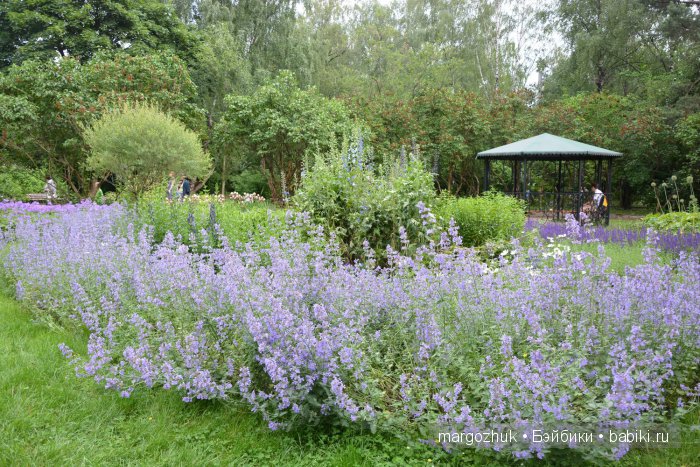 Цветочное море Москвы — Туризм и путешествия: фотоотчеты из поездок