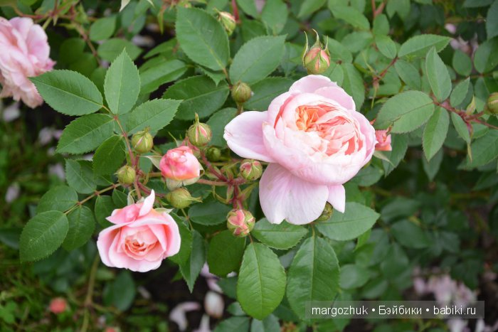 Цветочное море Москвы — Туризм и путешествия: фотоотчеты из поездок