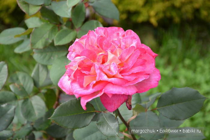 Цветочное море Москвы — Туризм и путешествия: фотоотчеты из поездок