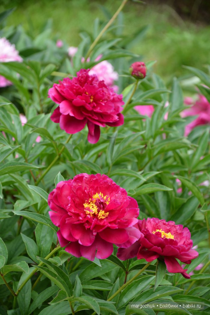 Цветочное море Москвы — Туризм и путешествия: фотоотчеты из поездок