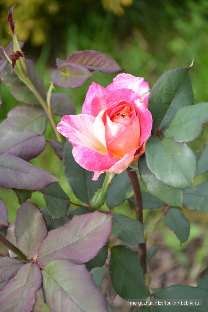 Цветочное море Москвы — Туризм и путешествия: фотоотчеты из поездок