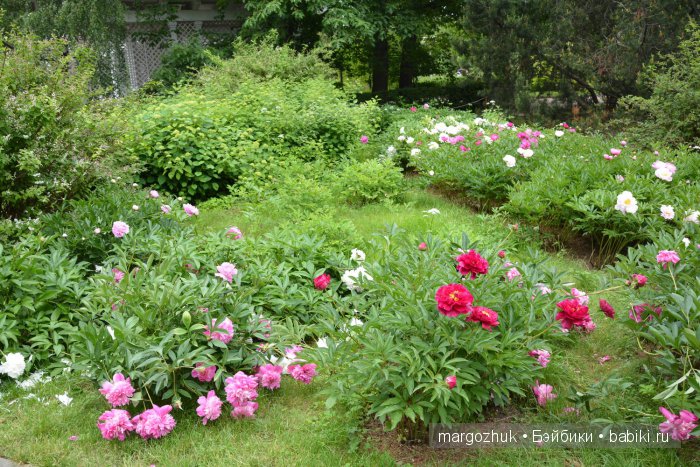 Цветочное море Москвы — Туризм и путешествия: фотоотчеты из поездок