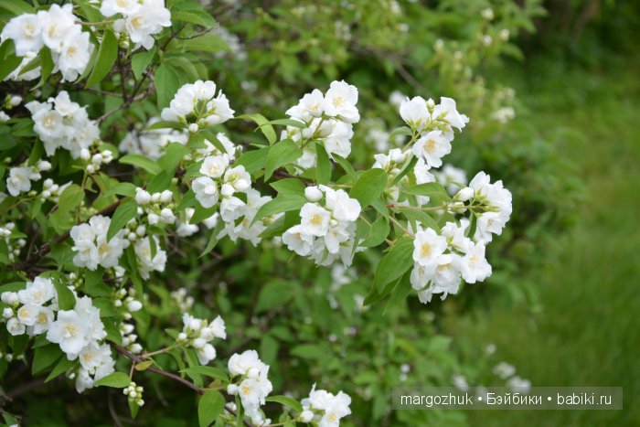 Цветочное море Москвы — Туризм и путешествия: фотоотчеты из поездок