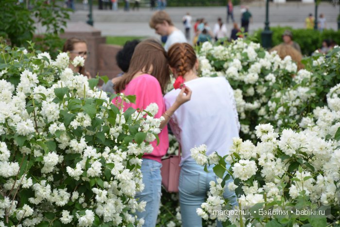 Цветочное море Москвы — Туризм и путешествия: фотоотчеты из поездок (фото 3)