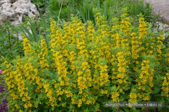 Цветочное море Москвы — Туризм и путешествия: фотоотчеты из поездок