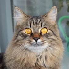 У Мишки день рождения! Ему уже год!