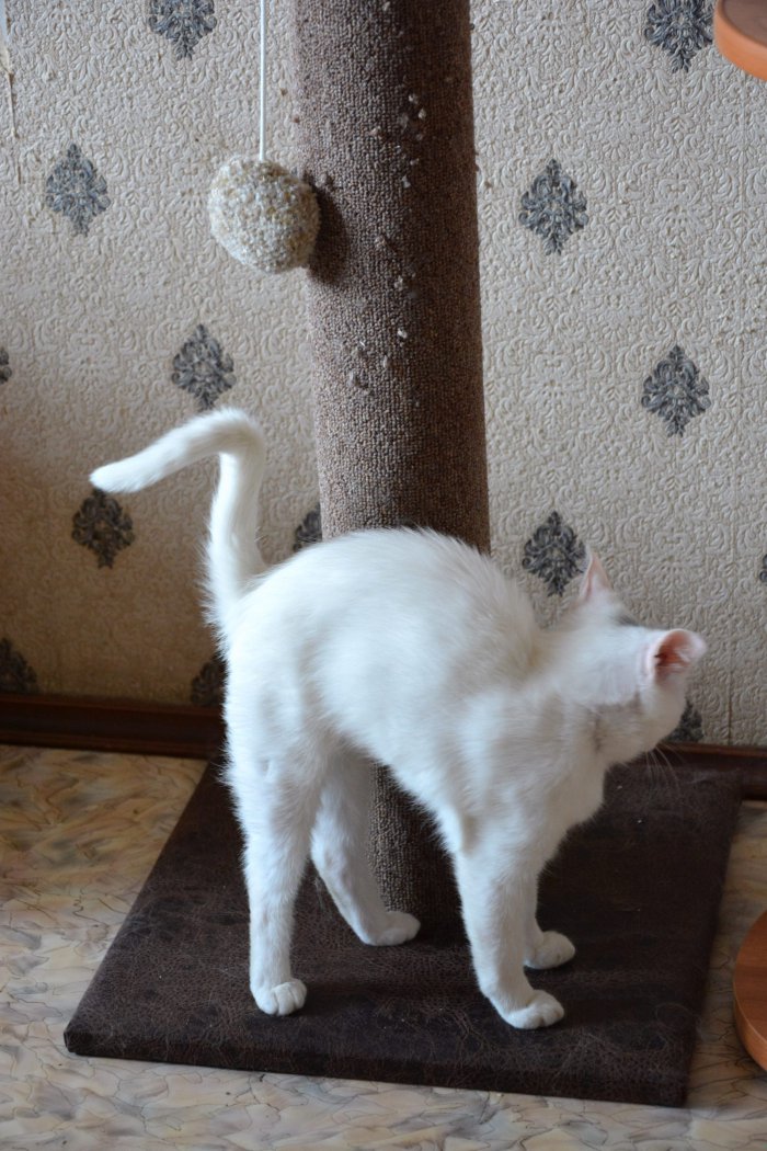 Всё смешалось - куклы, кошки