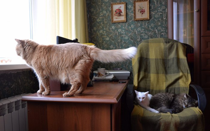 Всё смешалось - куклы, кошки