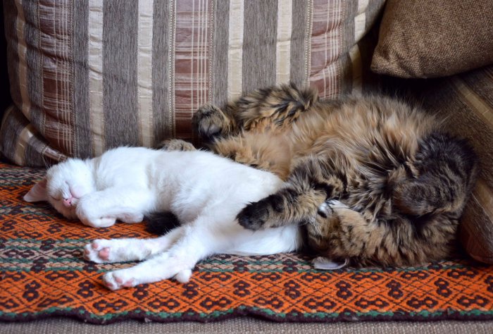 Всё смешалось - куклы, кошки